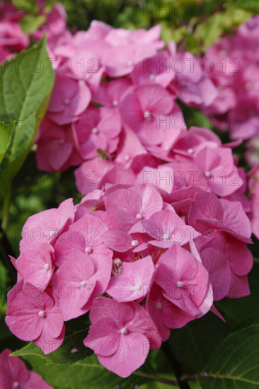 Hydrangeas (Hydrangea), ornamental shrub, pink flowers, gardens, flower bed, Germany