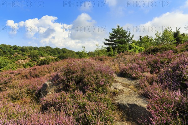 Blooming heather, heather (broom heath, Calluna vulgaris), typical landscape, spring clouds, Bornholm, Denmark