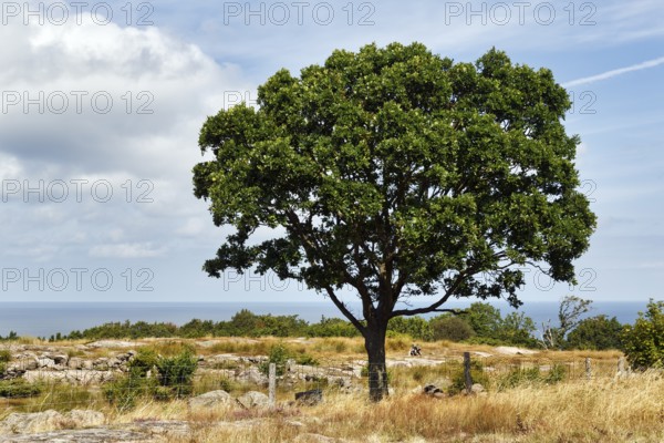 Solitaire areas, coastline, Hammeren, Hammerknuden, Allinge, Bornholm, Denmark