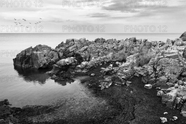 Coastline with granite rocks and flock of birds, monochrome, hammer nudes, Allinge, Bornholm, Denmark