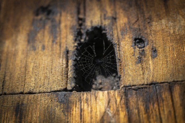 Spiderweb, Garmo Stave Church, Maihaugen open-air museum with houses and objects from farms in Gudbrandsdal, Lillehammer am Mjøsa Lake, Innlandet Municipality, Norway
