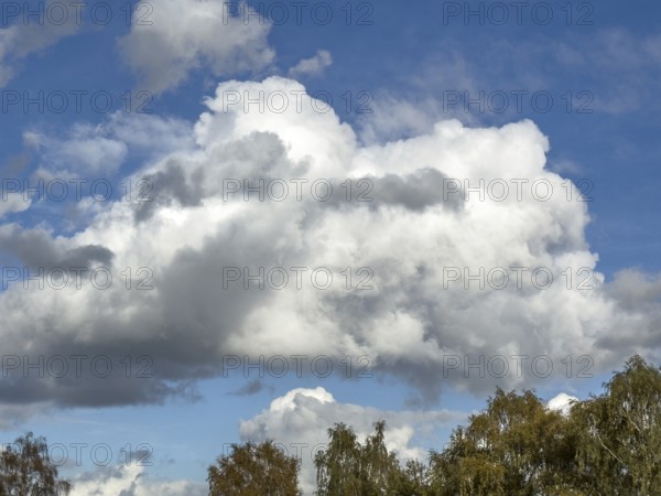 Large cumulus in front of a blue sky at the bottom of the picture tree tops of birch trees, Germany