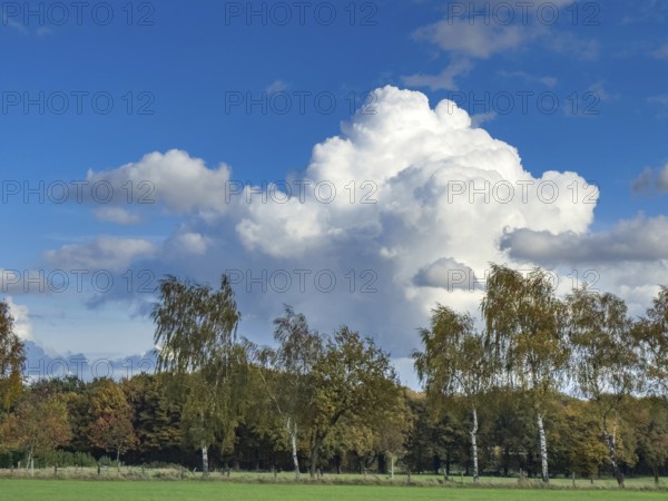 Large white cloud Cumulus against blue sky, birch alley and mixed forest down in front, Germany