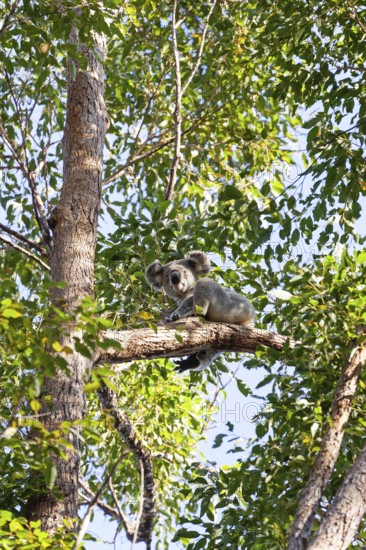 Koala on a tree in its natural habitat near Pumpenbil, Tweed Shire, New South Wales, Australia