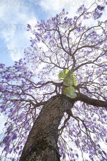 Beautiful rosewood tree (Jacaranda mimosifolia) in full bloom with magical purple-blue flowers. A large antler fern (Platycerium) grows on the tree trunk. This picture of botanical beauty was taken in Murwillumbah. Murwillumbah, NSW, Australia