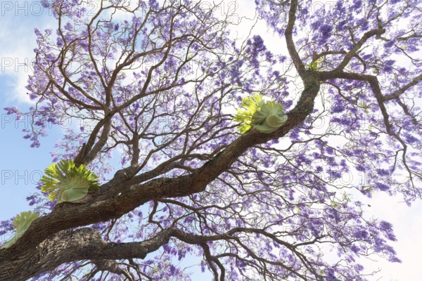 Beautiful rosewood tree (Jacaranda mimosifolia) in full bloom with magical purple-blue flowers. A large antler fern (Platycerium) grows on the tree trunk. This picture of botanical beauty was taken in Murwillumbah. Murwillumbah, NSW, Australia