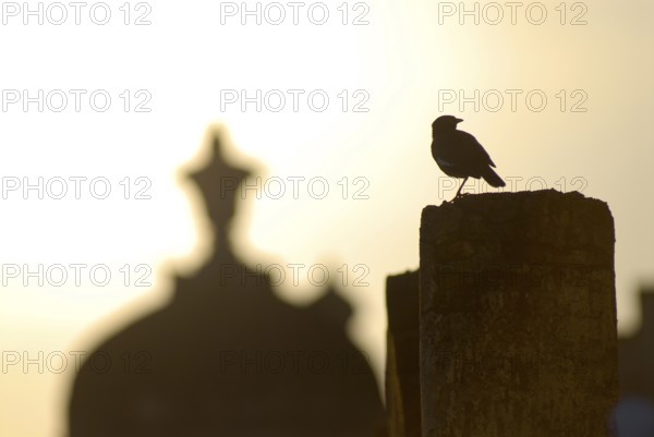 A bird sits on a post with Chhatri in the soft light of sunrise, Palace Hotel Devigarh, Delwara village near Udaipur, Rajasthan, India