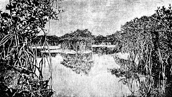 African mangrove forest at low tide, tides make roots visible, swampy coast in the tropics, travel picture, Africa, historical illustration around 1900