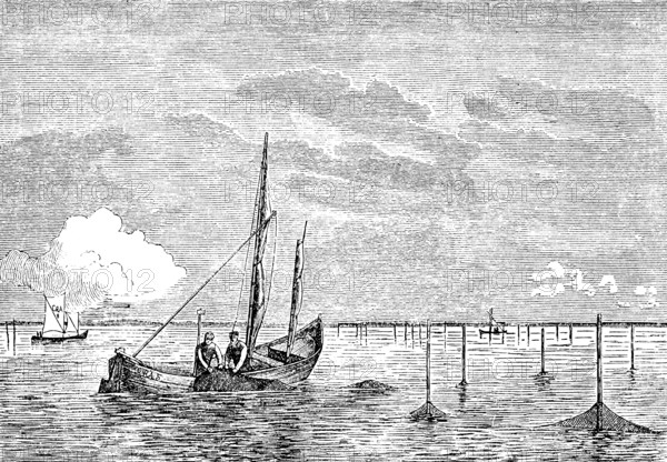 Fishermen collecting nets in East and West Prussia, fishing boats, fishing, profession, net fishing, near the coast, wooden posts, open wooden boats, sails, calm seas, possibly in the lagoon, German Empire, Germany, travel picture, historical illustration around 1900
