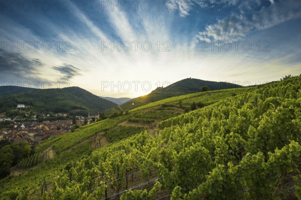 Village in the vineyards at sunset, Ribeauvillé, Haut-Rhin department, Alsace, France