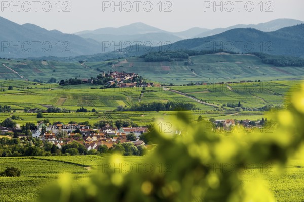 Picturesque village in the vineyards, Zellenberg, Haut-Rhin, Alsace, France