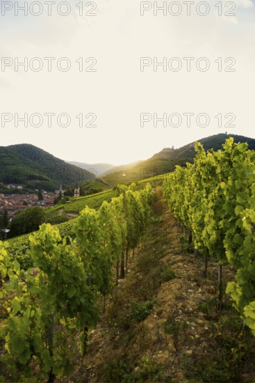Village in the vineyards at sunset, Ribeauvillé, Haut-Rhin department, Alsace, France