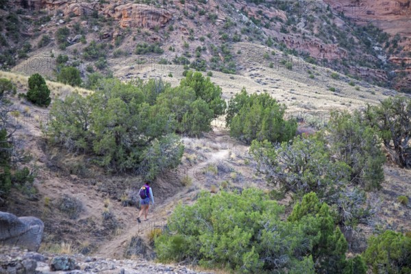 Loma, Colorado - A woman walks along a trail in Ruby Canyon, part of a three-day river rafting trip on the Colorado River run by Holiday River Expeditions