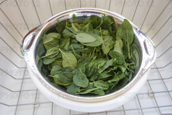 Southern German cuisine, preparing spinach vegetables, spinach washing, salad strainer, stainless steel, grid, sink, washing, wet, vegetarian, vegan, healthy, food photography, studio, Germany