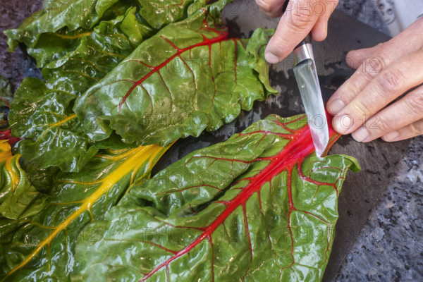 Southern German cuisine, preparing chard, cleaning vegetables, kitchen knife, vegetarian, vegan, healthy, cutting board, men's hands, traditional cuisine, food photography, studio, Germany