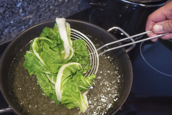 Swabian cuisine, preparation of crab frogs, blanching chard, boiling water, cooking pot, stove, ceramic hob, cooking vegetables, vegetarian, vegan, healthy, skimmed spoon, men's hand, traditional cuisine, food photography, studio, Germany