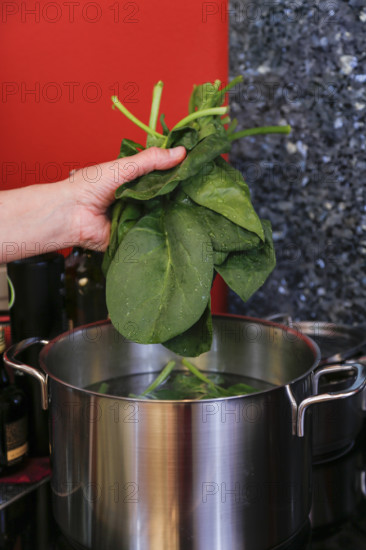 Southern German cuisine, preparing polenta spinach roulade, cooking spinach, vegetables, cooking pot, men's hands, healthy, food photography, studio, Germany