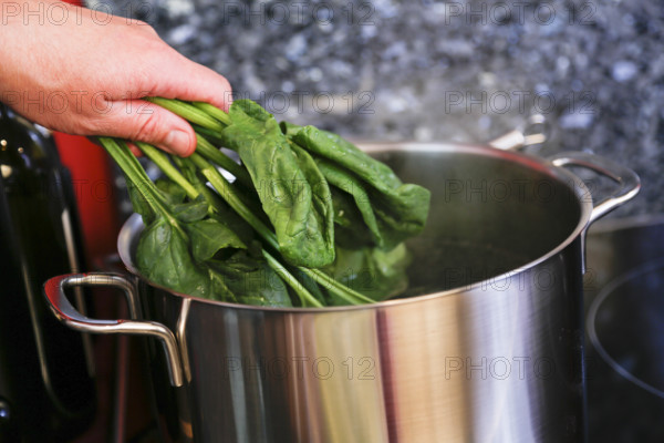 Southern German cuisine, preparing polenta spinach roulade, cooking spinach, vegetables, cooking pot, men's hands, healthy, food photography, studio, Germany