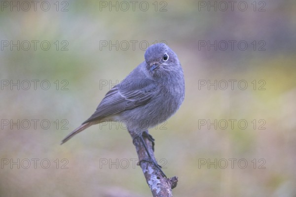 Redtail (Phoenicurus ochruros) Germany