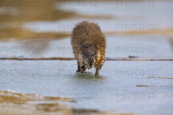 Muskrat (Ondatra zibethicus) walks across the ice on frozen lake Germany