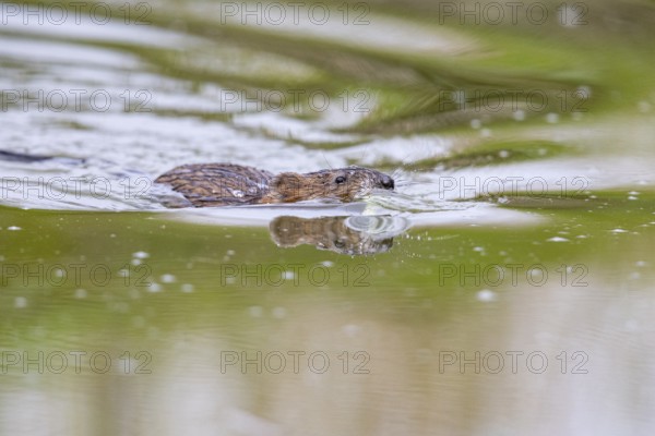 Muskrat (Ondatra zibethicus) swims to its burrow Germany