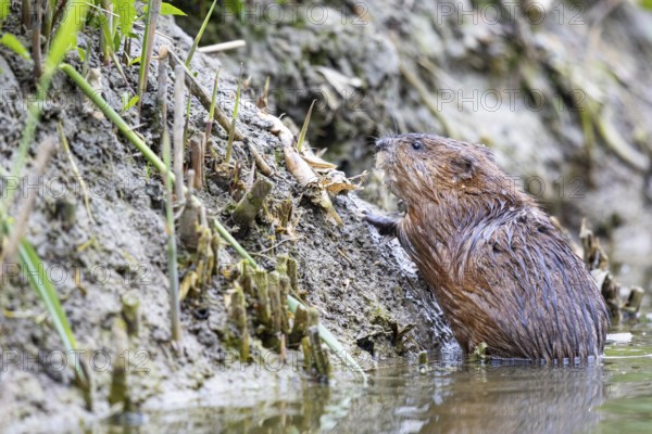 Muskrat (Ondatra zibethicus) searches for green food on the shore Germany