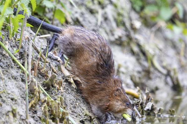 Muskrat (Ondatra zibethicus) goes back into water Germany with plants in its mouth