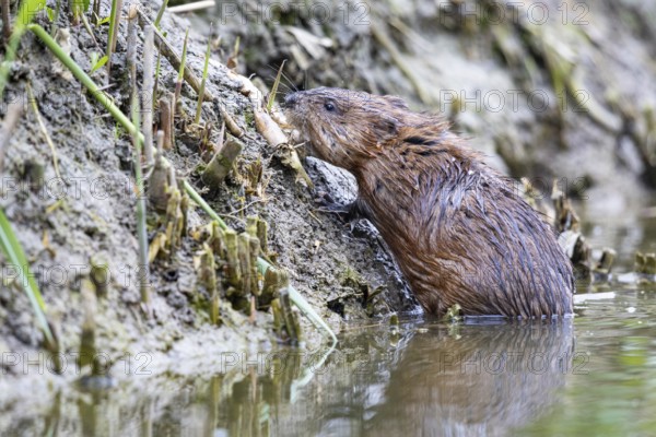 Muskrat (Ondatra zibethicus) searches for food on the banks of Germany