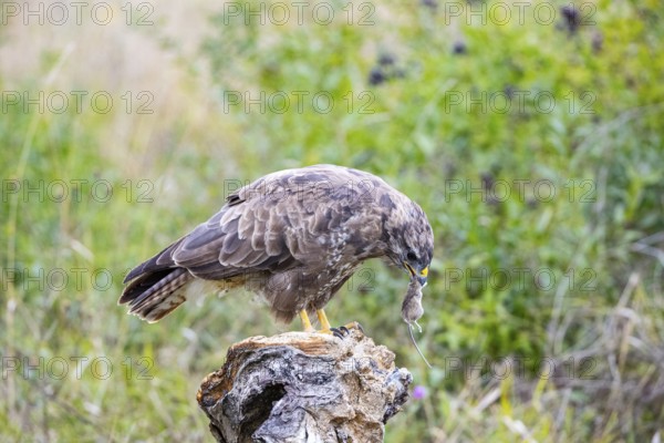 Common Buzzard (Buteo buteo) Germany