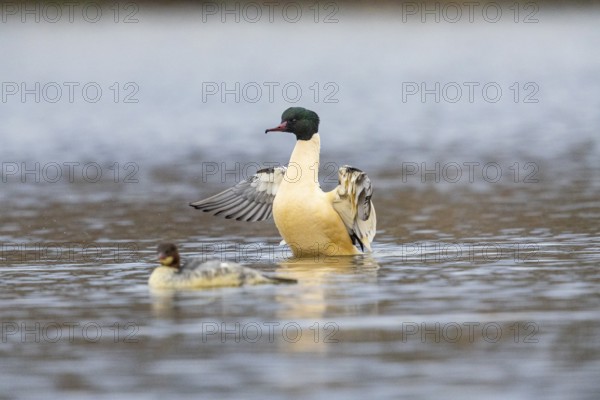 Goose säger (Mergus merganser) ml Germany
