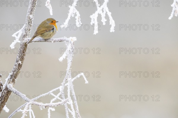 Robin (Erithacus rubecula) Germany