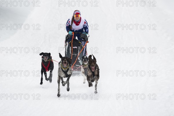 Sled dog racing, Todtmoos, Black Forest, Baden-Württemberg, Germany