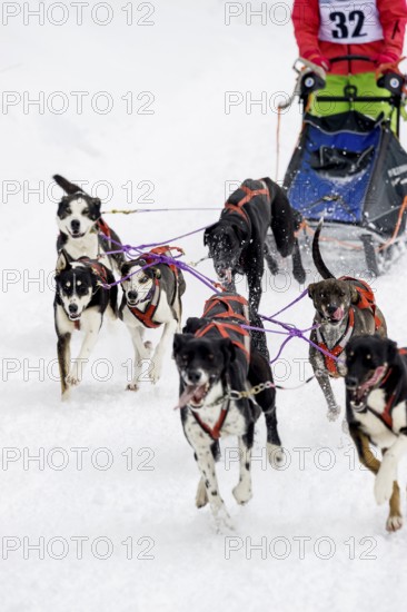 Sled dog racing, Todtmoos, Black Forest, Baden-Württemberg, Germany
