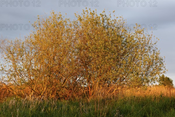 Bushes in the soft evening light of the golden hour, surrounded by grasses, Peenetal nature park Park, Mecklenburg-Western Pomerania, Germany