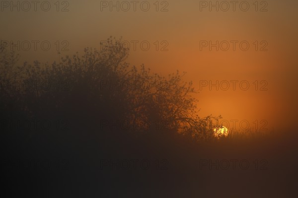 Mystical sunset behind treetops with orange fog, Peenetal nature park Park, Mecklenburg-Western Pomerania, Germany