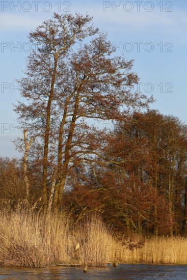 Alder trees in spring with river and reeds under blue sky, Peenetal nature park Park, Mecklenburg-Western Pomerania, Germany