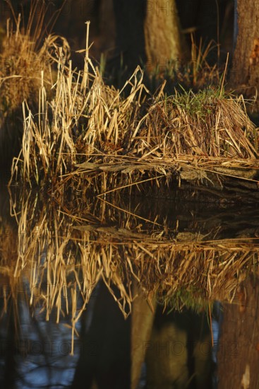 Reed reflection in calm water in warm light, Peenetal nature park Park, Mecklenburg-Western Pomerania, Germany