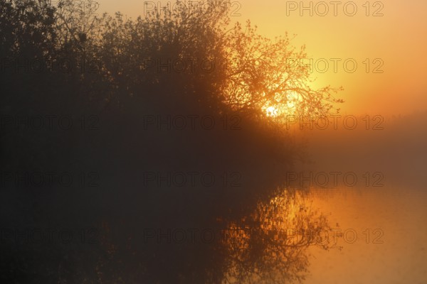 Sunrise over a quiet river, covered in fog and bathed in warm orange, Peenetal nature park Park, Mecklenburg-Western Pomerania, Germany