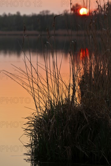 Sunset behind reeds with warm orange light over the water, Peenetal nature park Park, Mecklenburg-Western Pomerania, Germany