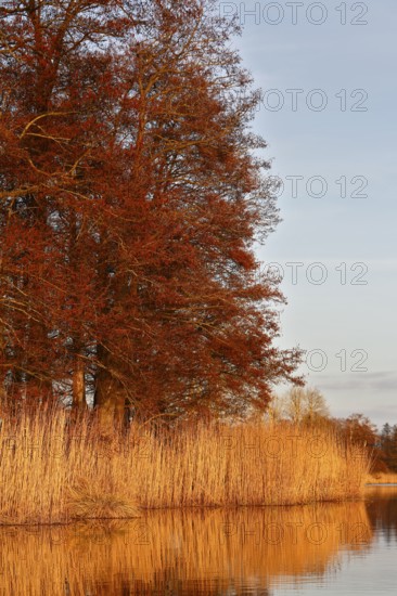 Alder trees in spring and reeds on the riverbank, reflected in water with warm light, Peenetal nature park Park, Mecklenburg-Western Pomerania, Germany