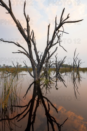 Dead trees are reflected in the river at sunset, Thamalakane River, Okavango Delta, Botswana