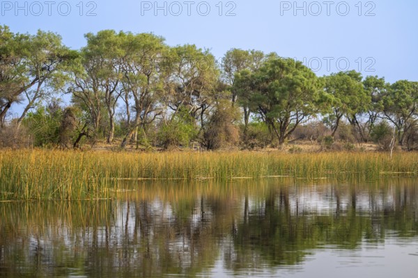 Trees reflected in water, river landscape, Thamalakane River, Okavango Delta, Botswana