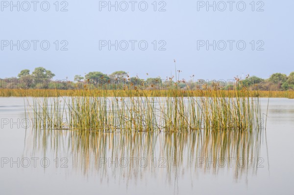 Reeds reflected in water, river landscape, Thamalakane River, Okavango Delta, Botswana