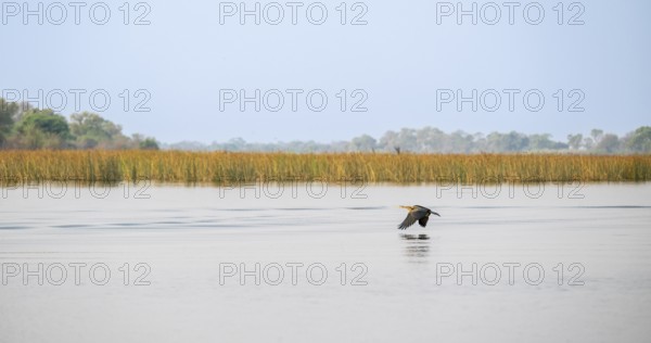 Africa snake-necked bird (Anhinga rufa) flying by the river, Thamalakane River, Okavango Delta, Botswana