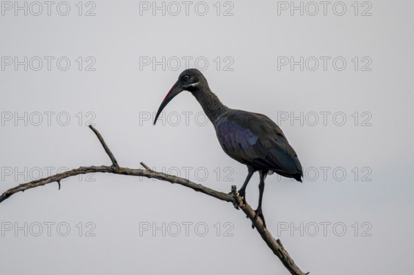 Hagedash Ibis (Bostrychia hagedash) r, Okavango Delta, Botswana