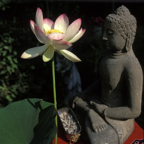 Buddha statue with lotus flower, Bali, Indonesia
