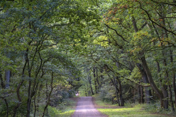 Forest path in a mixed forest, Mecklenburg-Western Pomerania, Germany