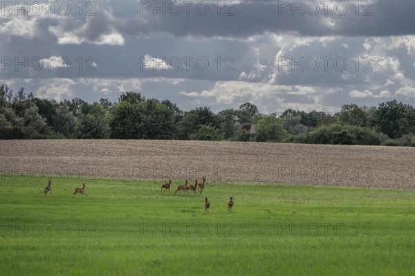 Fugitive deer (Capreolus capreolus) in a meadow, Mecklenburg-Western Pomerania, Germany