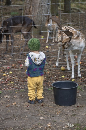 Little boy standing in front of the fence of the dam deer (Dama dama) game reserve, Mecklenburg-Western Pomerania, Germany