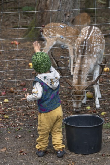 Little boy throws food into the dam deer (Dama dama) game reserve, Mecklenburg-Western Pomerania, Germany